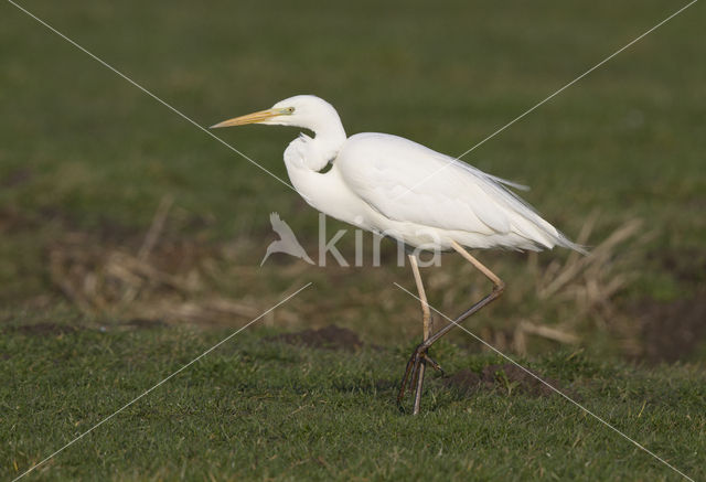 Grote Zilverreiger (Ardea alba)