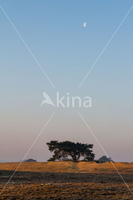 Scots Pine (Pinus sylvestris)