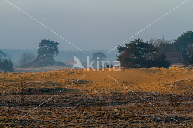 Scots Pine (Pinus sylvestris)