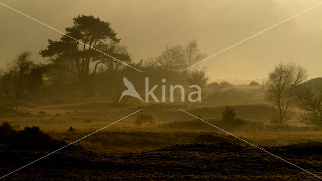 Scots Pine (Pinus sylvestris)
