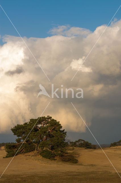 Grove den (Pinus sylvestris)