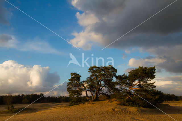 Grove den (Pinus sylvestris)