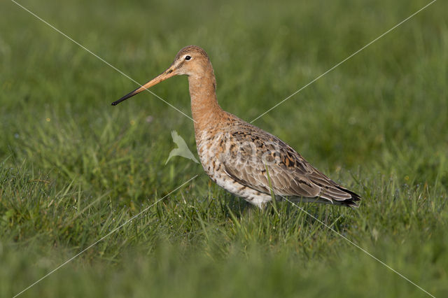 Grutto (Limosa limosa)