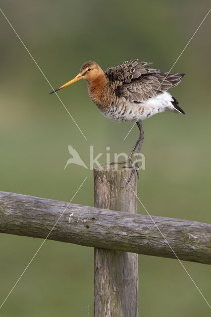 Black-tailed Godwit (Limosa limosa)