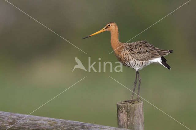 Black-tailed Godwit (Limosa limosa)