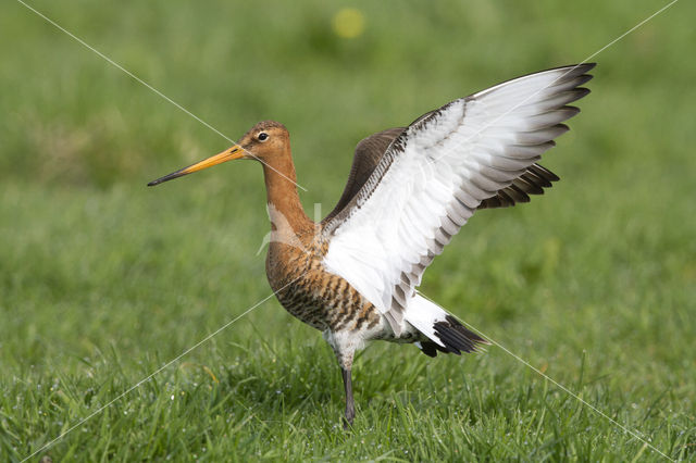 Black-tailed Godwit (Limosa limosa)