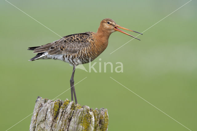 Black-tailed Godwit (Limosa limosa)
