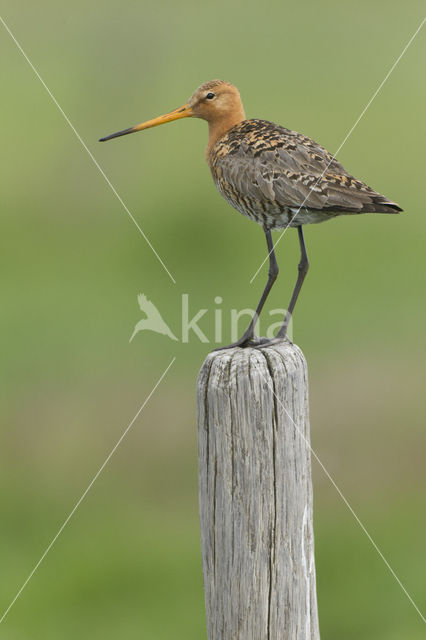 Black-tailed Godwit (Limosa limosa)