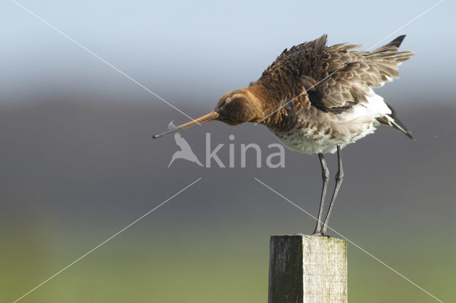 Grutto (Limosa limosa)