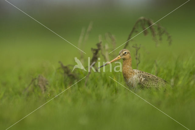 Black-tailed Godwit (Limosa limosa)