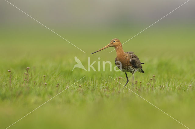 Black-tailed Godwit (Limosa limosa)