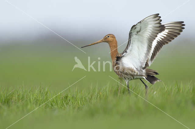 Grutto (Limosa limosa)