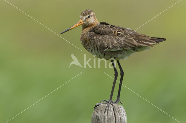 Black-tailed Godwit (Limosa limosa)