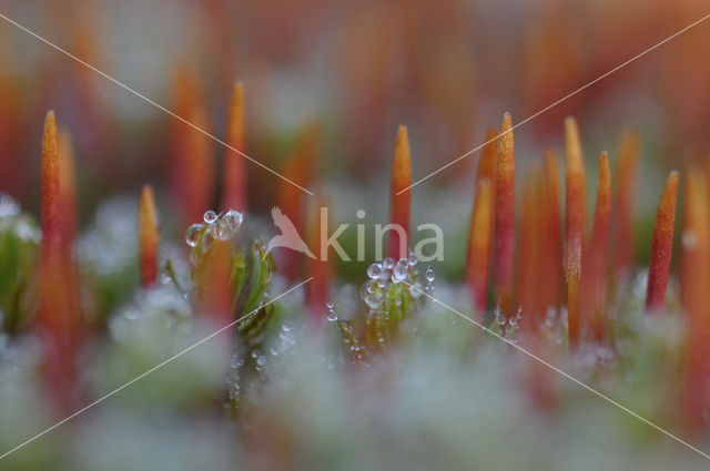 haircap moss (Polytrichum spec.)