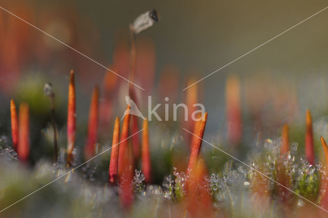 haircap moss (Polytrichum spec.)