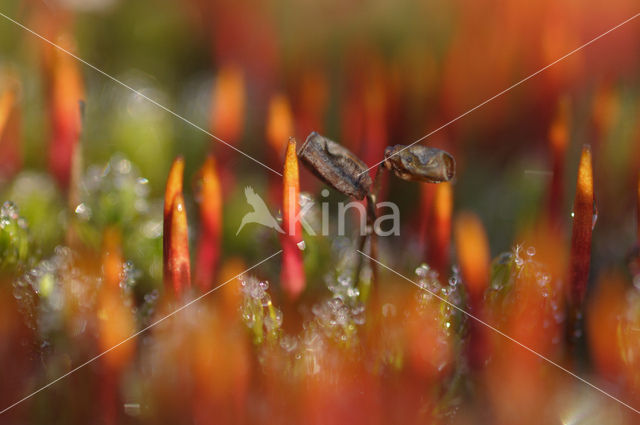 haircap moss (Polytrichum spec.)