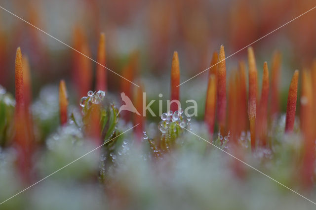 Haarmos (Polytrichum spec.)