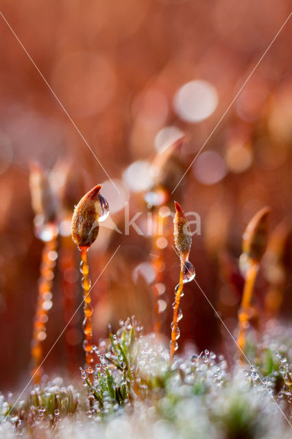 haircap moss (Polytrichum spec.)