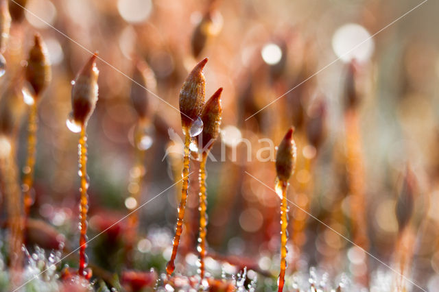 haircap moss (Polytrichum spec.)