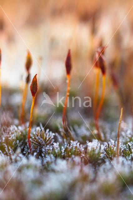 haircap moss (Polytrichum spec.)