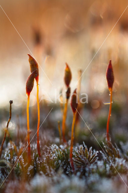 haircap moss (Polytrichum spec.)