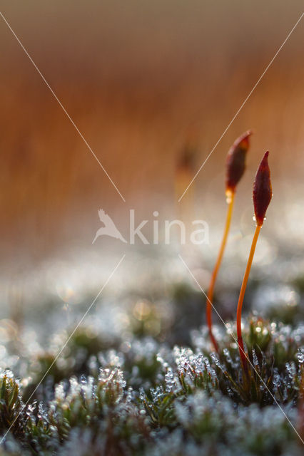 haircap moss (Polytrichum spec.)