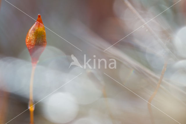 haircap moss (Polytrichum spec.)