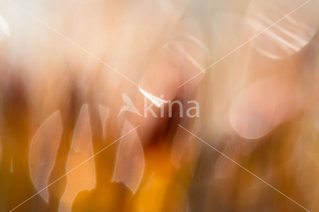 haircap moss (Polytrichum spec.)