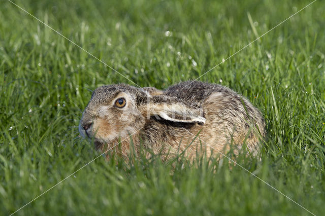 Brown Hare (Lepus europaeus)