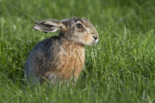 Haas (Lepus europaeus)