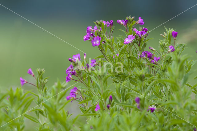 Harig Wilgenroosjes (Mompha bradleyi)