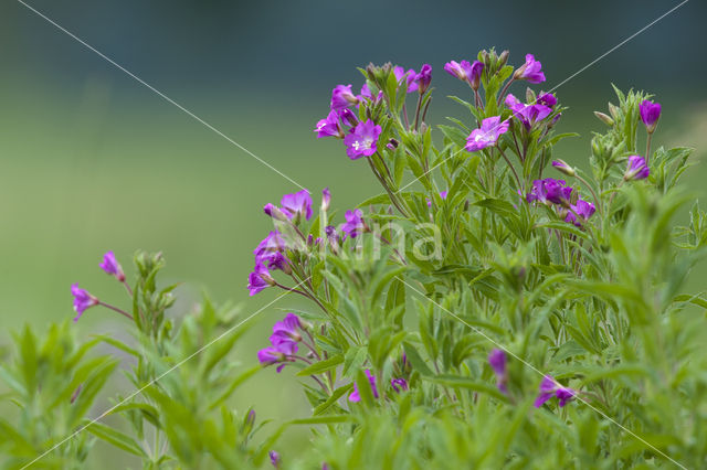 Harig Wilgenroosjes (Mompha bradleyi)