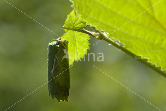 Hazelaarbladrolkever (Apoderus coryli)