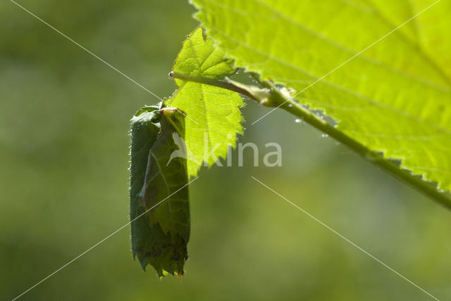 Hazel Leaf Roller (Apoderus coryli)