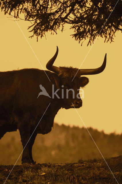 Heck cattle