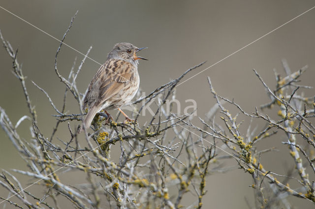 Dunnock