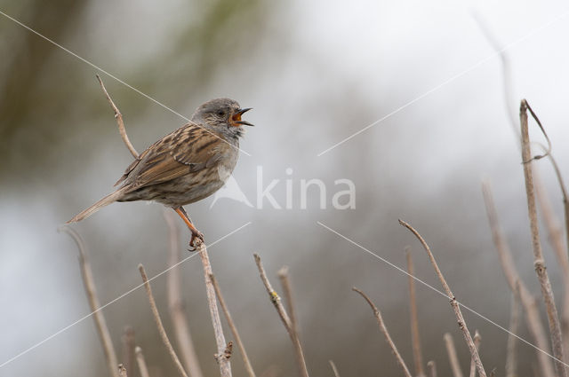 Dunnock