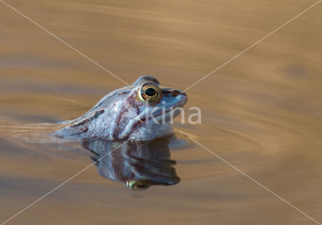 Moor Frog (Rana arvalis)