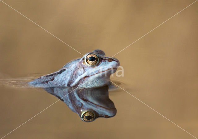 Moor Frog (Rana arvalis)