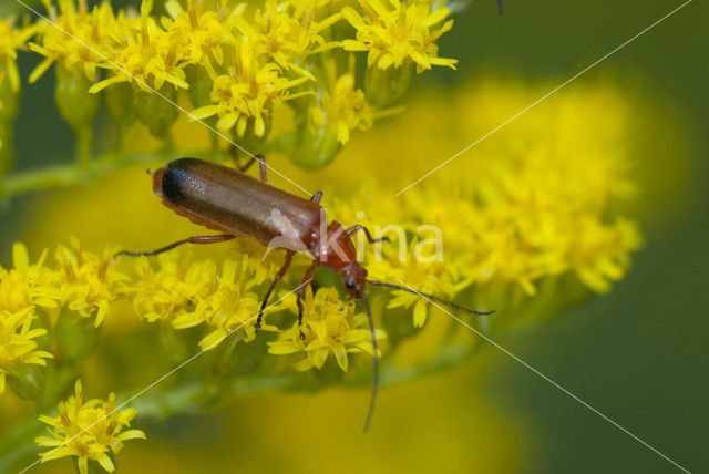 wharf borer (Nacerdes melanura)