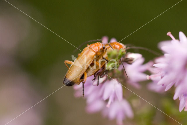 wharf borer (Nacerdes melanura)