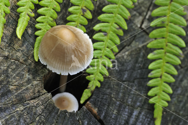 common bonnet (Mycena galericulata)