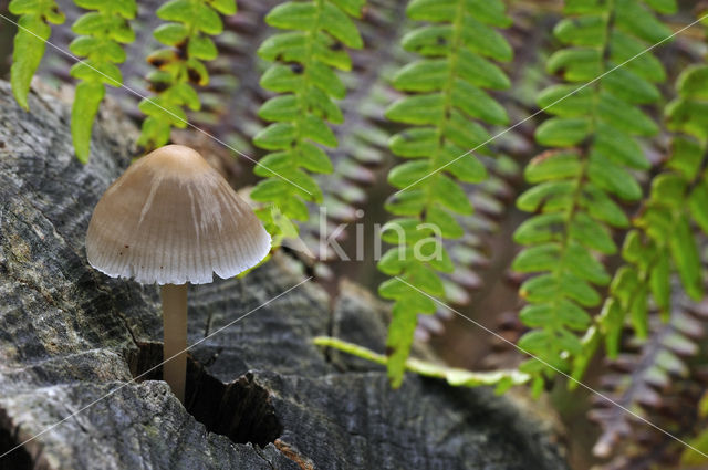 common bonnet (Mycena galericulata)