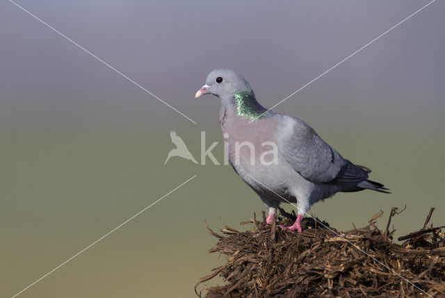 Stock Dove (Columba oenas)