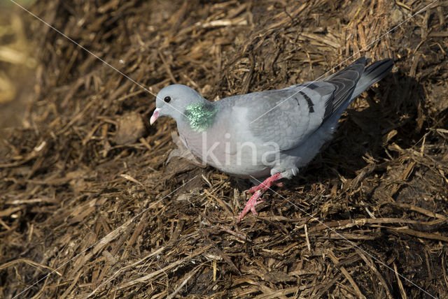 Stock Dove (Columba oenas)