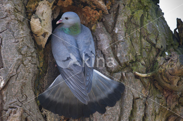 Holenduif (Columba oenas)