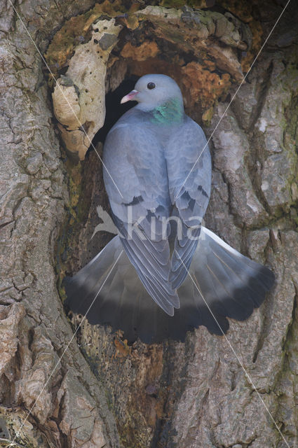 Holenduif (Columba oenas)