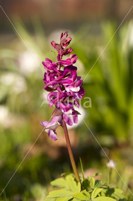 Corydalis cava + Corydalis solida