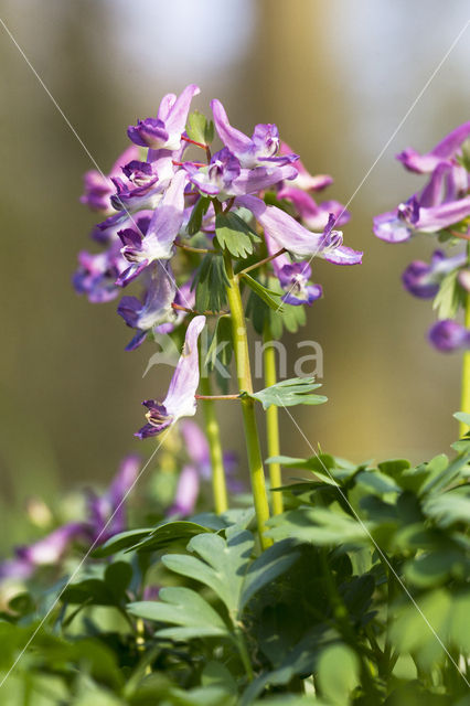 Corydalis cava + Corydalis solida