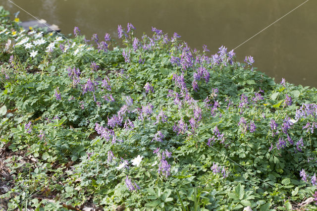 Corydalis cava + Corydalis solida